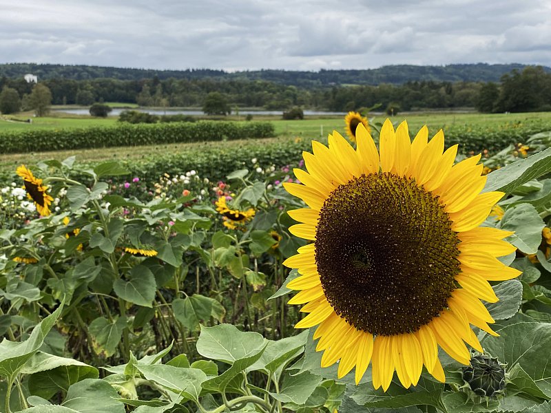 Der Weg zu gestärkten Gedanken